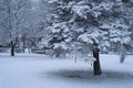 WINTER IN KOLOBRZEG CITY