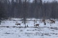 Winter Kolyma roads crash auto