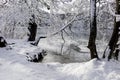 Winter Lake Below the Snow-clad Trees