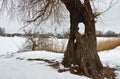 Winter on the lake near the old willow with a hollow Royalty Free Stock Photo