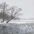 Winter lake with patterns on the snow cover of the water and lots of flying gulls in the city park on a snowy day. Square view. Royalty Free Stock Photo