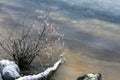 Winter at lake shore, frozen willow and water surface Royalty Free Stock Photo