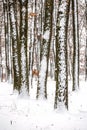 Winter landcsape from a oak forest Royalty Free Stock Photo