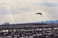 Winter Landing bird Royalty Free Stock Photo