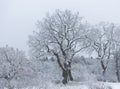 Winter landsacpe with snow Royalty Free Stock Photo