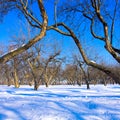 Winter landscape