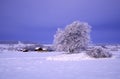 Winter landscape