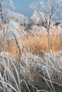 Winter landscape