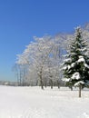 Winter landscape