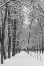 Winter landscape. Alley in the city snow-covered park Royalty Free Stock Photo