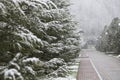 Winter landscape, alley with fir trees in the snow, snowfall in the park,Winter avenue with fir-trees in snow