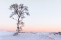 Winter landscape with alone tree, Dry tree without leaf with sunset sky and the ground covered snow Royalty Free Stock Photo