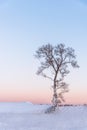 Winter landscape with alone tree, Dry tree without leaf with sunset sky and the ground covered snow Royalty Free Stock Photo
