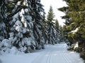 Winter landscape along the tracks for cross-country skiing Royalty Free Stock Photo