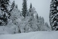 Winter landscape in the Alps, Austria, Seefeld.