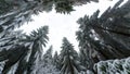 Winter landscape ambient video. Looking up in the snow-falling sky amidst a snow-covered coniferous forest. seamless loop.