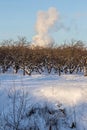 Winter landscape with an apple orchard and a column of smoke above it against a blue sky on a clear sunny frosty day. Royalty Free Stock Photo