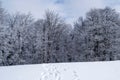 Winter landscape between Azuga and Grecul peak towards Gura Diham chalet Royalty Free Stock Photo