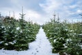 Winter landscape background. A footpath with footprints leads through a tree nursery with small and large snow-covered fir trees.