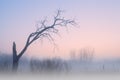 Bare Trees at Dawn