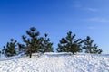 Winter landscape. Beautiful Christmas trees, covered with snow, stand on a hill in the forest, park against the sky Royalty Free Stock Photo