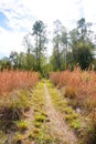 The winter landscape of Florida Trail