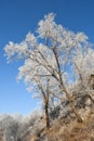 Winter Landscape with beautiful hoarfrost and rime on trees Royalty Free Stock Photo