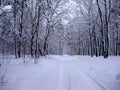 Road in Fairy-tale the winter forest.