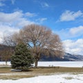 Winter landscape with big trees by frozen lake