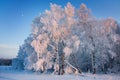 Winter landscape, birch, frost, snow Royalty Free Stock Photo