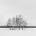 Winter landscape of birch trees in the morning light