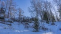 Winter landscape. Birches and fir trees on snow-covered hills. Royalty Free Stock Photo