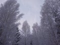 Winter landscape. Snow-covered birches forest. Birches in the snow. Trunks of birch trees and snowdrifts in the winter fores Royalty Free Stock Photo