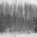 Winter landscape birches trees Royalty Free Stock Photo