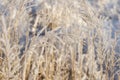 Winter landscape with blades of grass covered with frost. Frosty nature background Royalty Free Stock Photo