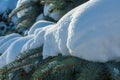 Winter landscape. a blue fir tree branch, the snow lies on the b Royalty Free Stock Photo