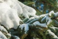 Winter landscape. a blue fir tree branch, the snow lies on the b Royalty Free Stock Photo