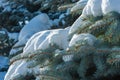 Winter landscape. a blue fir tree branch, the snow lies on the b Royalty Free Stock Photo