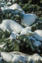 Winter landscape. a blue fir tree branch, the snow lies on the b Royalty Free Stock Photo