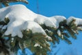 Winter landscape. a blue fir tree branch, the snow lies on the b Royalty Free Stock Photo