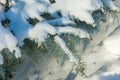 Winter landscape. a blue fir tree branch, the snow lies on the b Royalty Free Stock Photo