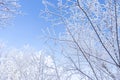 Beautiful frightened gray cat on the white snow next to the branches covered with frost. Concept of lost pet or stray animal