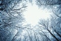 Winter landscape. Branches of trees covered with frost. Royalty Free Stock Photo