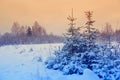 Winter landscape with Christmas trees. Martian sunset.