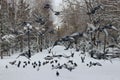 winter landscape in the city park of the city of Kokshetau