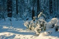 Winter landscape. Clear frosty day, Nature of Siberia Royalty Free Stock Photo