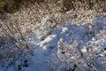 Winter landscape. Clear frosty day, Nature of Siberia Royalty Free Stock Photo