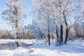 Winter landscape in clear weather. Morning bright sun. Snow plays shine. Frosty Snow Park Royalty Free Stock Photo