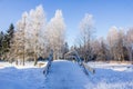 Winter landscape in clear weather. Morning bright sun. Snow plays shine. Frosty Snow Park Royalty Free Stock Photo