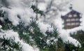 Fir needles covered by snow, close up